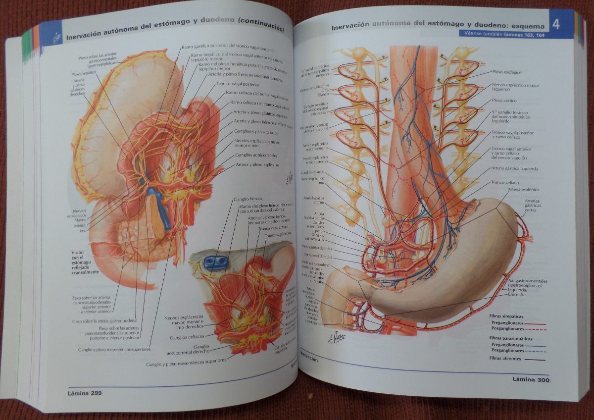 imagenes de anatomia humana